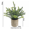 A potted Selaginella green dust plant with small leaves in a rustic brown pot.