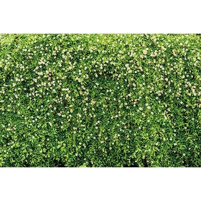 Lush green tropical jungle leaf photography backdrop covered in small white flowers.