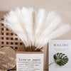 A bundle of fluffy white pampas grass stems in a cardboard box for home decor