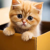 A fluffy orange kitten peeks out of a cardboard box.