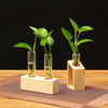 Glass test tube propagation station with wooden stand holding green plant shoots.