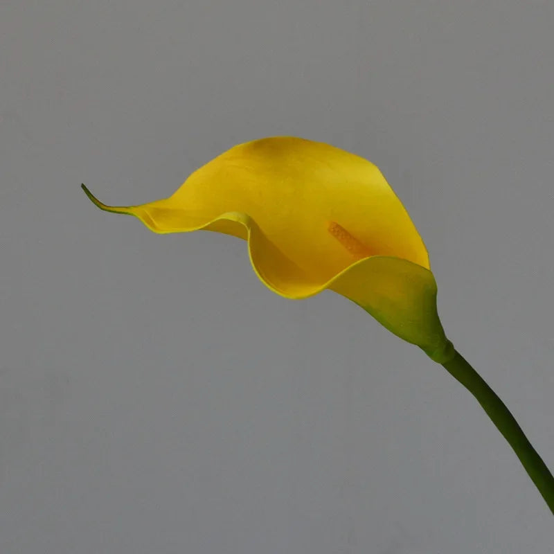 A single yellow calla lily flower with a green stem against a plain gray background.