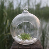 A clear glass hanging planter vase filled with small white stones and a green succulent plant