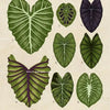 A collection of eight botanical illustrations of various Colocasia leaves, including Leucocasia Gigantea and Colocasia, prese