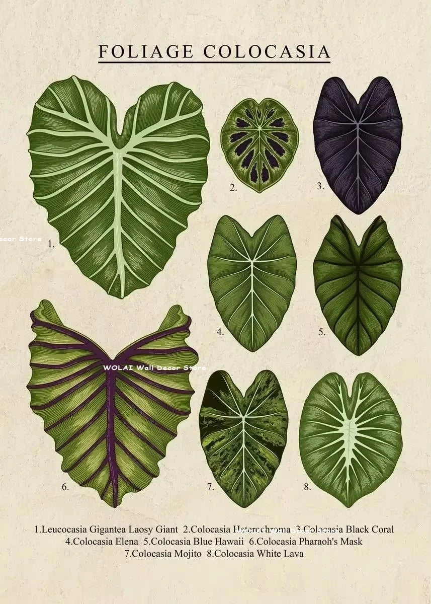 A collection of eight botanical illustrations of various Colocasia leaves, including Leucocasia Gigantea and Colocasia, prese