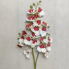A slender stem of a Lifelike Butterfly Orchid featuring 21 small blooms in white and reddish-pink hues.