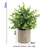 A lush green Lysimachia christinae plant in a rustic gray pot, measuring 25cm high.