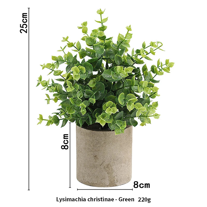 A lush green Lysimachia christinae plant in a rustic gray pot, measuring 25cm high.