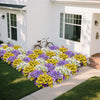 A vibrant flower bed featuring a mix of yellow, purple, and white pansy flowers in front of a white house.