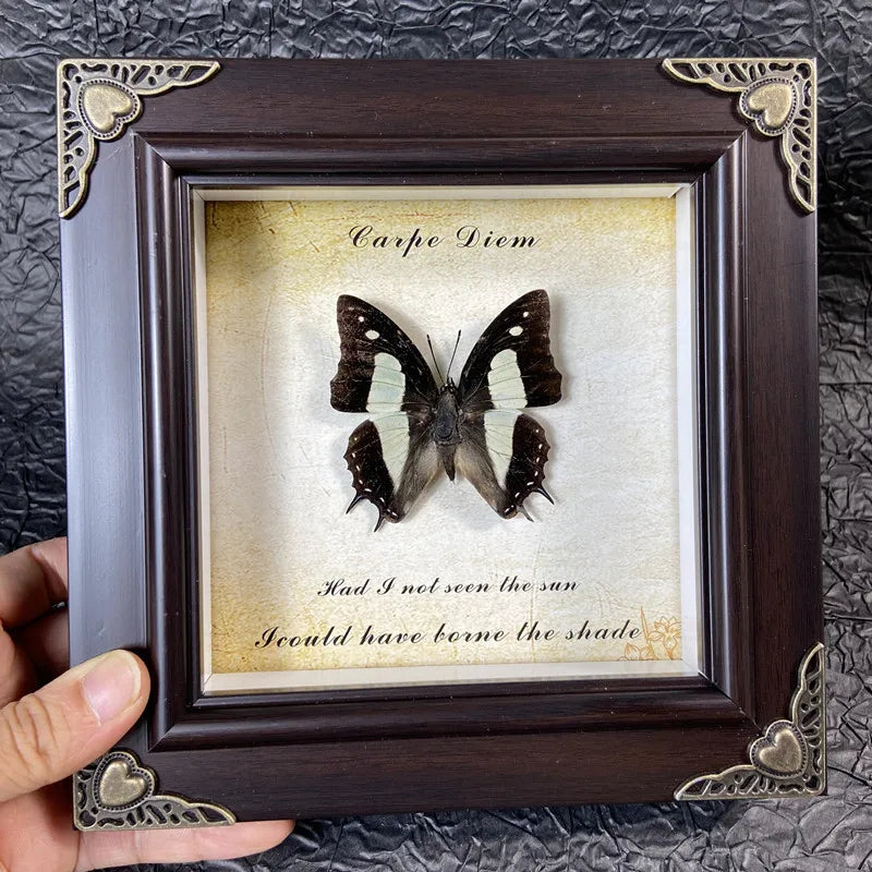A framed art piece featuring a real butterfly specimen with text inside, set in a dark wooden frame.