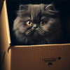 A fluffy gray kitten with golden eyes is peeking out of a cardboard box.