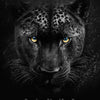 A close-up portrait of a black leopard with striking yellow eyes against a dark background.