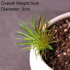 Artificial Succulent Bonsai for Desk & Home Decor