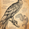 A detailed ink drawing of a Phoenix with feathered wings and a dragon-like body, featuring text about its nature.