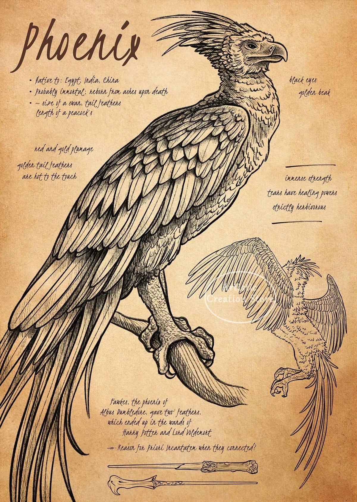 A detailed ink drawing of a Phoenix with feathered wings and a dragon-like body, featuring text about its nature.