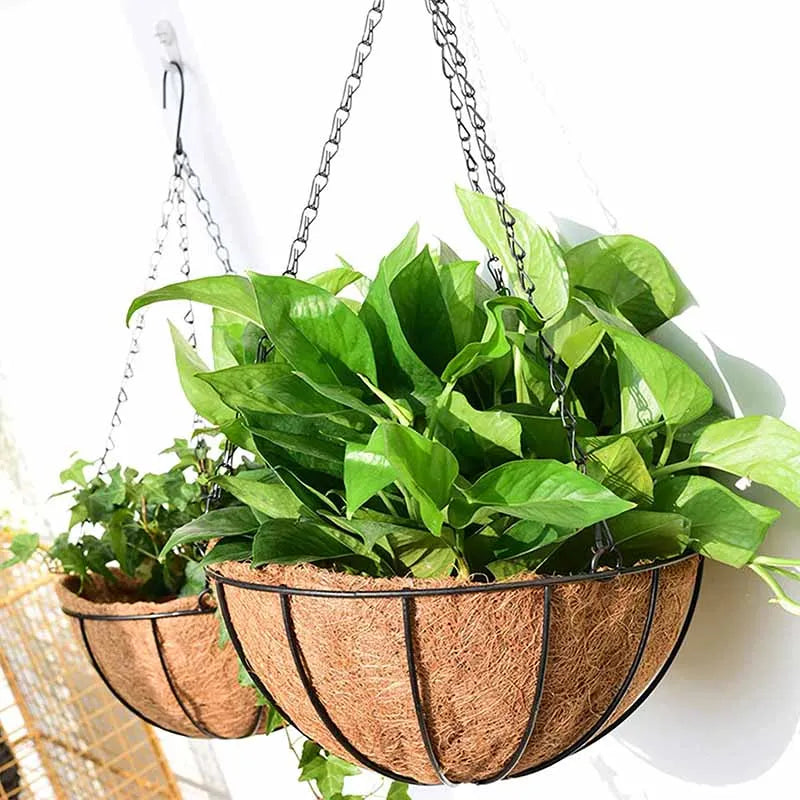 A metal hanging basket with a coconut fiber liner filled with vibrant green foliage.