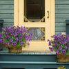A close-up of purple petunias in terracotta pots on a porch ledge next to a light yellow door.