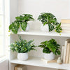 A collection of artificial bonsai succulent plants in white pots displayed on a white shelf.