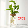 Un pot en verre transparent contenant des racines et des tiges de plantes, sur fond blanc.