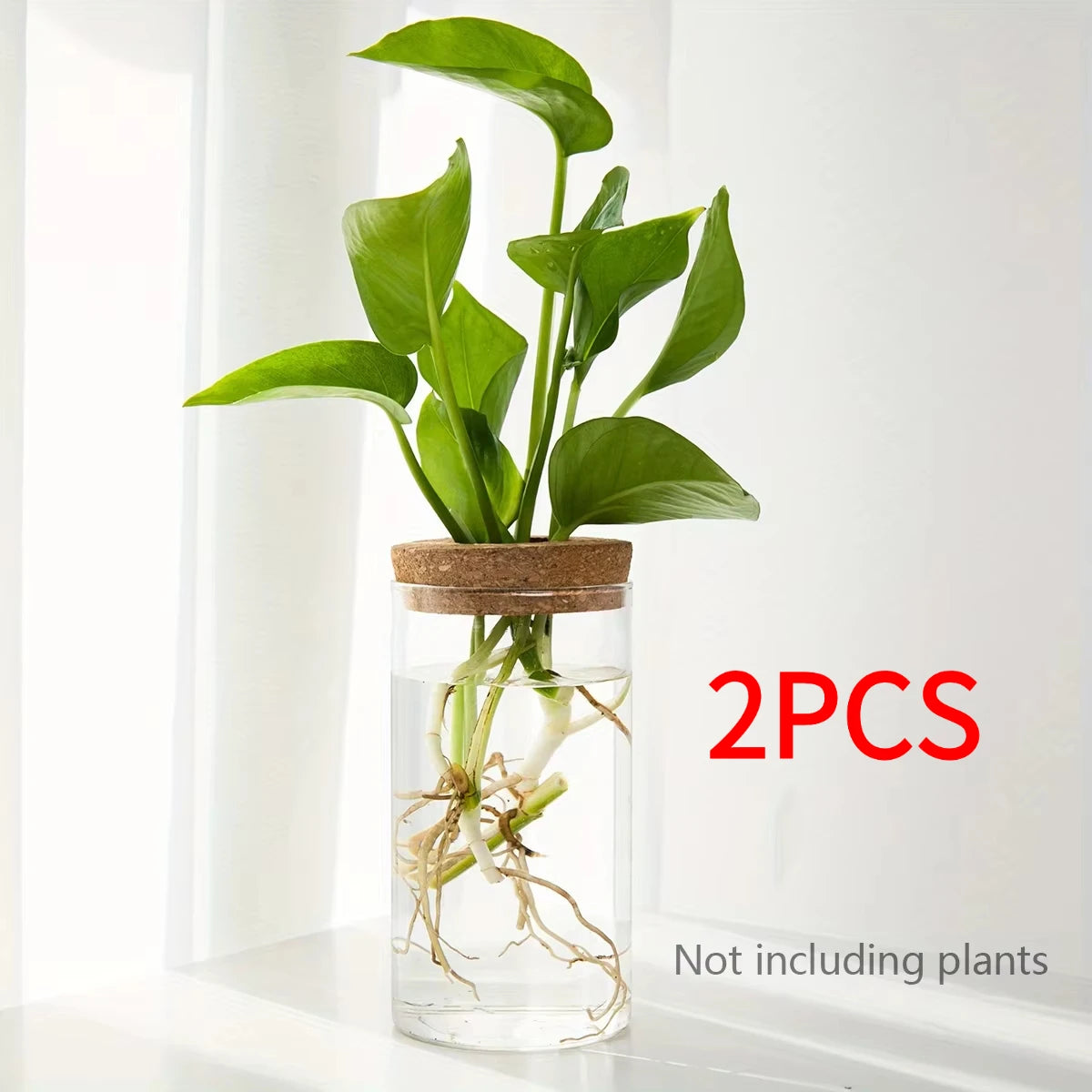 Un pot en verre transparent contenant des racines et des tiges de plantes, sur fond blanc.
