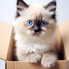 A fluffy light cream and gray kitten with bright blue eyes sits inside a cardboard box.