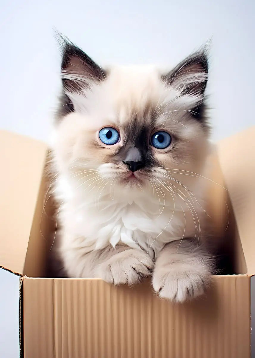 A fluffy light cream and gray kitten with bright blue eyes sits inside a cardboard box.