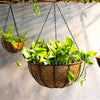 A metal hanging basket with a coconut liner filled with vibrant green plants suspended by chains.