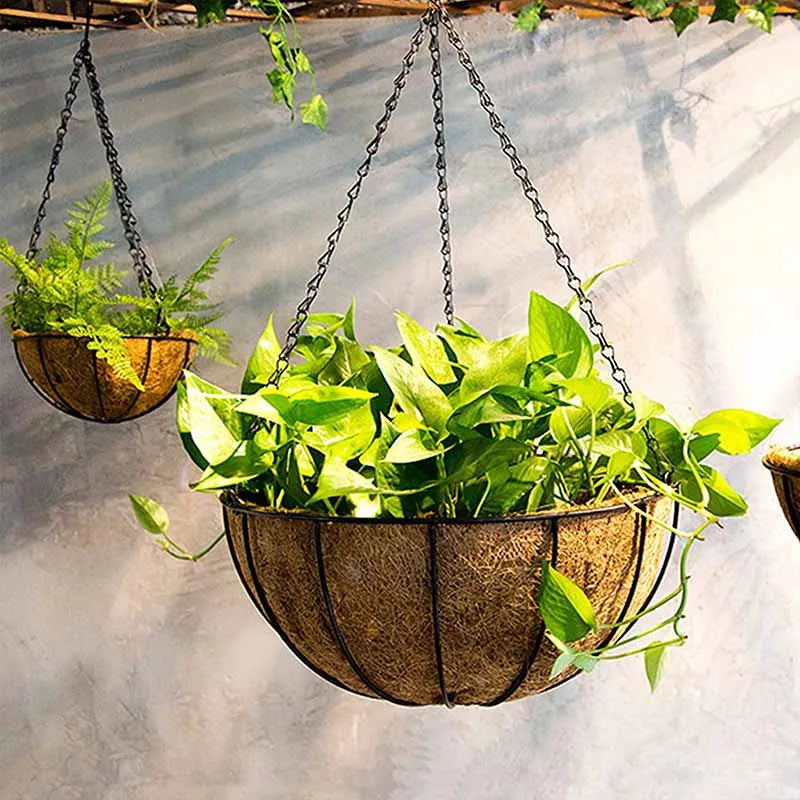 A metal hanging basket with a coconut liner filled with vibrant green plants suspended by chains.