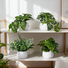 A collection of artificial bonsai succulent plants in white pots displayed on a wooden shelf.