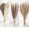 Dried flower bouquet featuring various shades of pampas grass in beige, brown, and cream tones