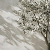 A branch of an olive tree with dark fruit is cast in shadow against a light wall.