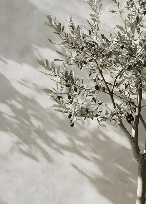 A branch of an olive tree with dark fruit is cast in shadow against a light wall.