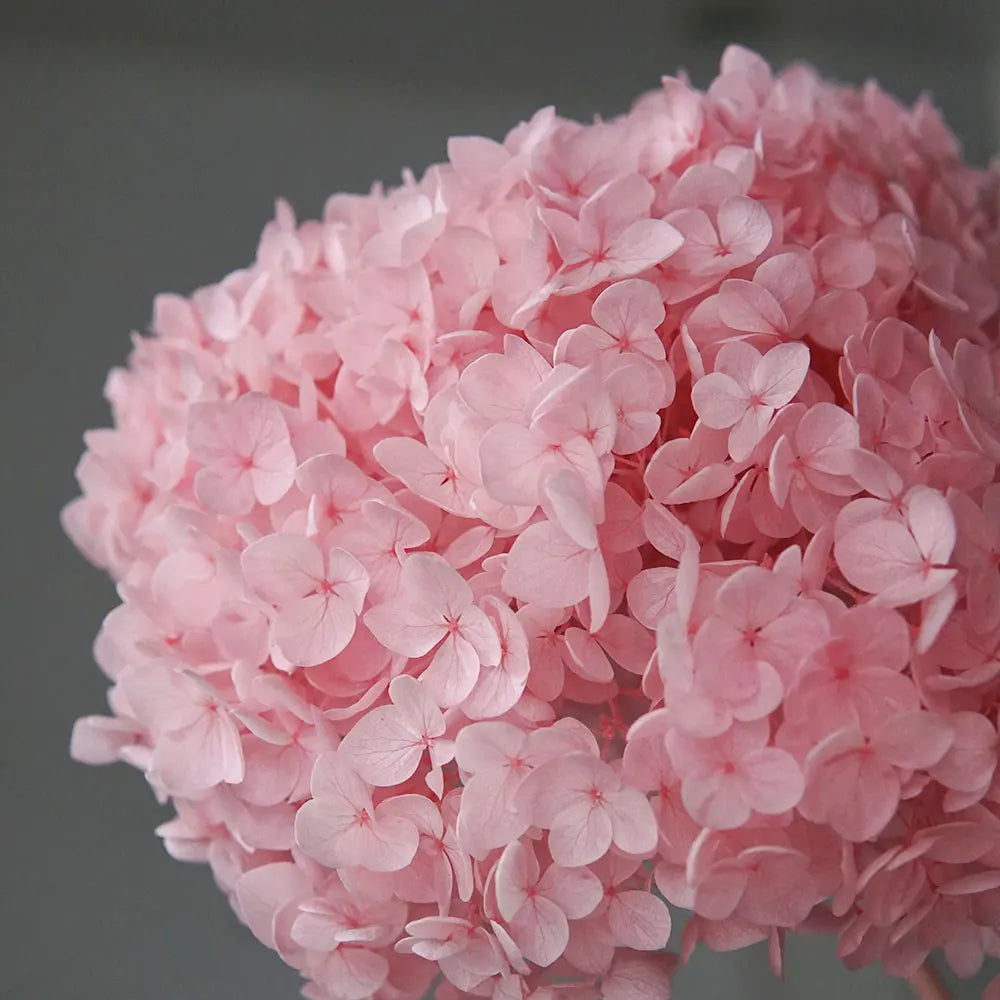 A dense cluster of pink dried hydrangea florets used for home decor.