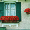 A window frame decorated with green shutters and a planter overflowing with bright red artificial poinsettia flowers.