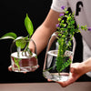 A hand holds a clear glass hydroponic vase containing green plants on a dark background.