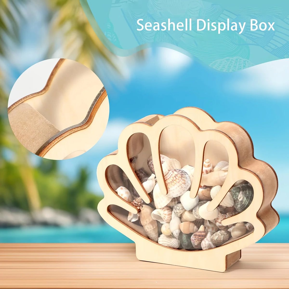 Wooden Seashell Display Box with Acrylic Window