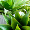 A close-up of a vibrant green artificial agave plant with thick, fleshy leaves.