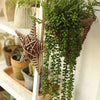 Artificial Succulent Bonsai for Desk & Home Decor