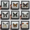 Real Butterfly Specimen in Decorative Frame