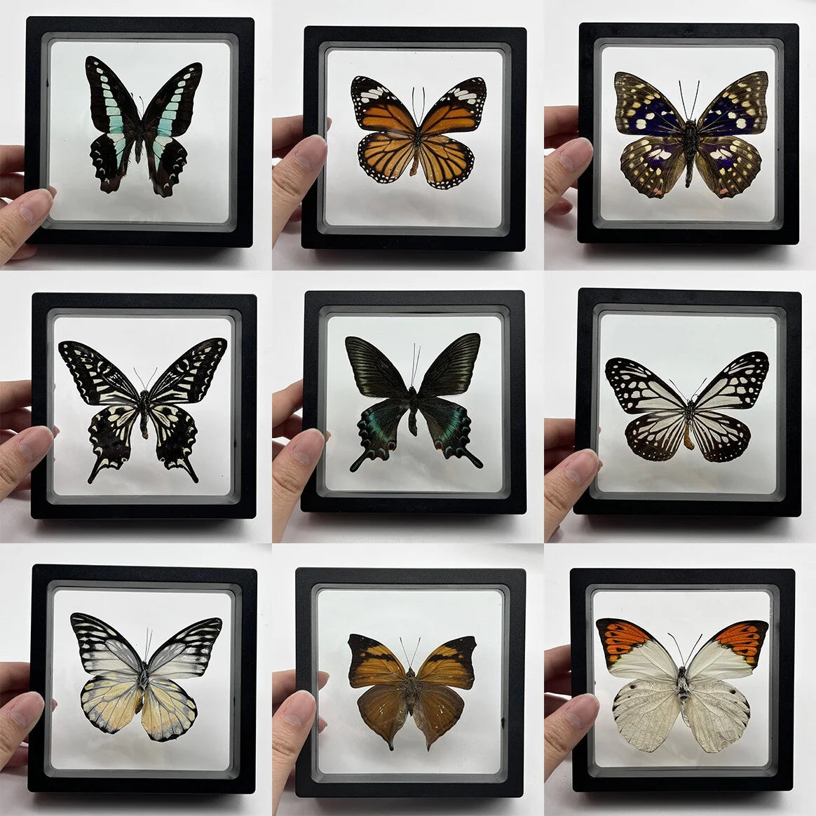 Real Butterfly Specimen in Decorative Frame