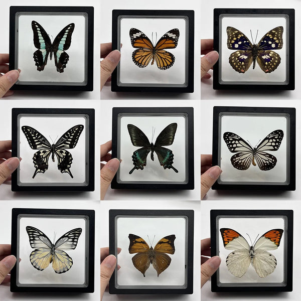 A collection of eight real butterfly specimens displayed in individual decorative frames.