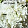 White latex hydrangea flowers with smooth petal edges shown in a close-up