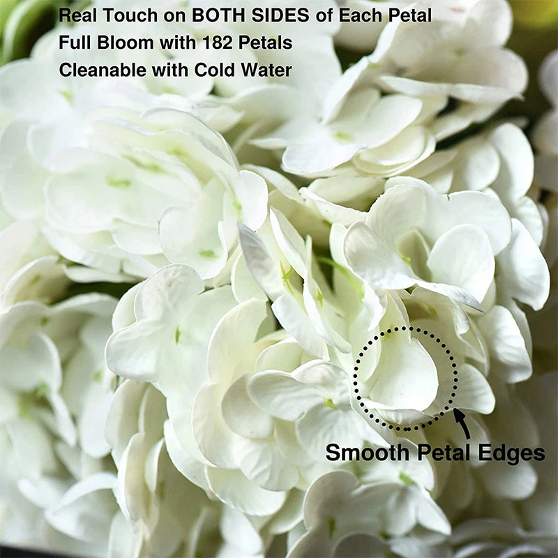 White latex hydrangea flowers with smooth petal edges shown in a close-up