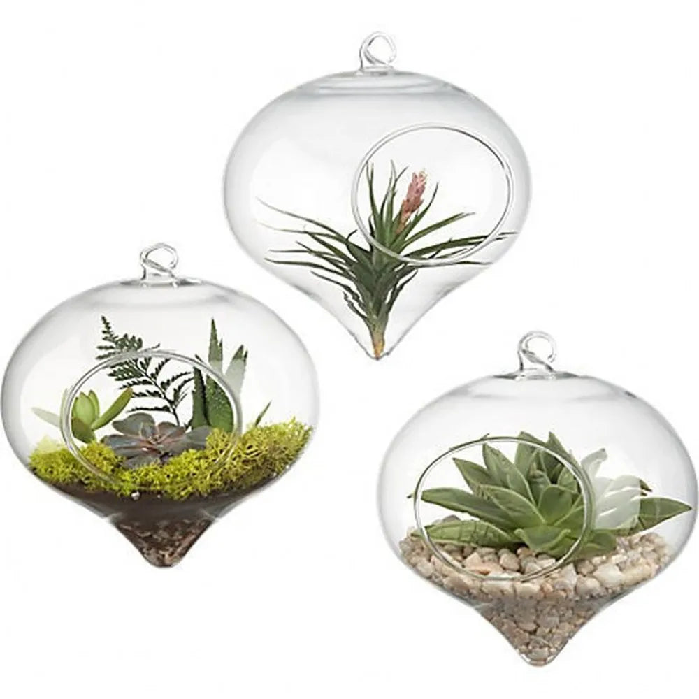 Clear glass hanging planter vase with a green succulent plant inside