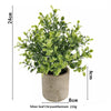 A potted Silver leaf Chrysanthemum plant with a rustic brown pot, measuring 24cm high.