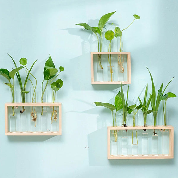 A display of green plants growing in glass test tube vases mounted on a light wood shelf against a pale blue wall.