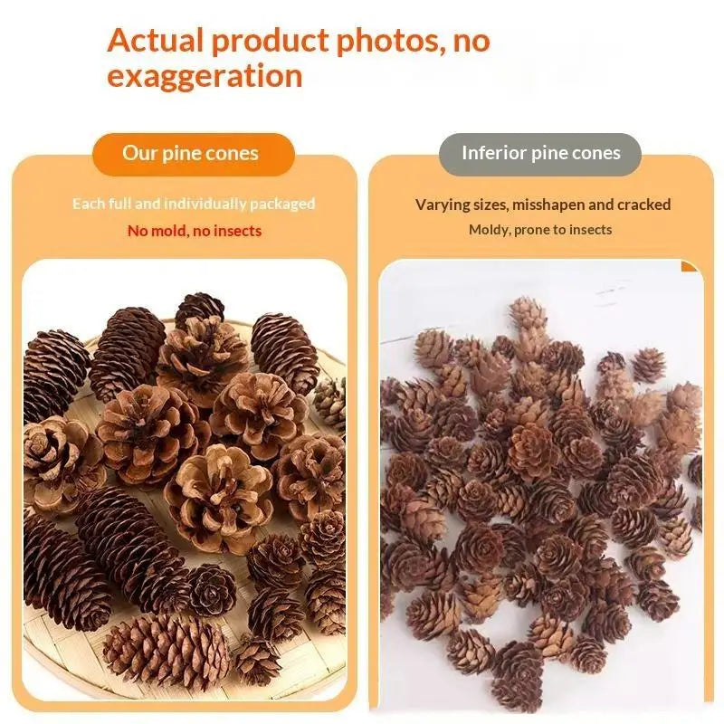 A comparison showing natural dried pine cones, with full cones on the left and inferior, misshapen, and cracked cones on the 