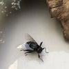 A small, dark insect with translucent wings rests on a white surface.