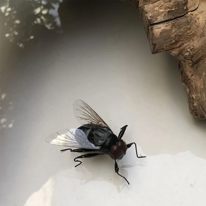 A small, dark insect with translucent wings rests on a white surface.