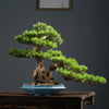A miniature green bonsai tree planted in a blue ceramic flower pot on a dark wooden surface.